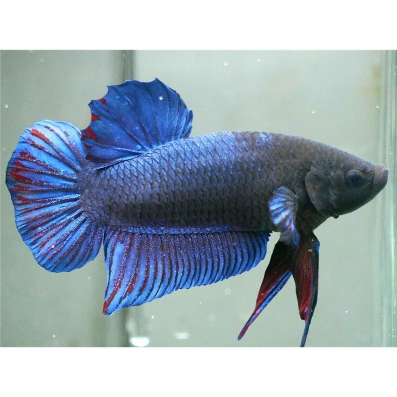 Betta spl. male giant A grade - imagine 3